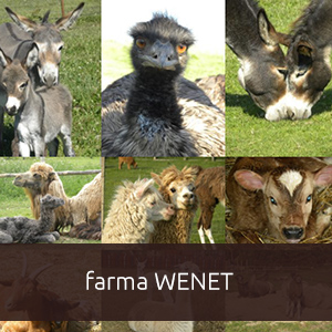 Farma Wenet